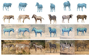 Three-D Safari: Learning to Estimate Zebra Pose, Shape, and Texture from Images "In the Wild"